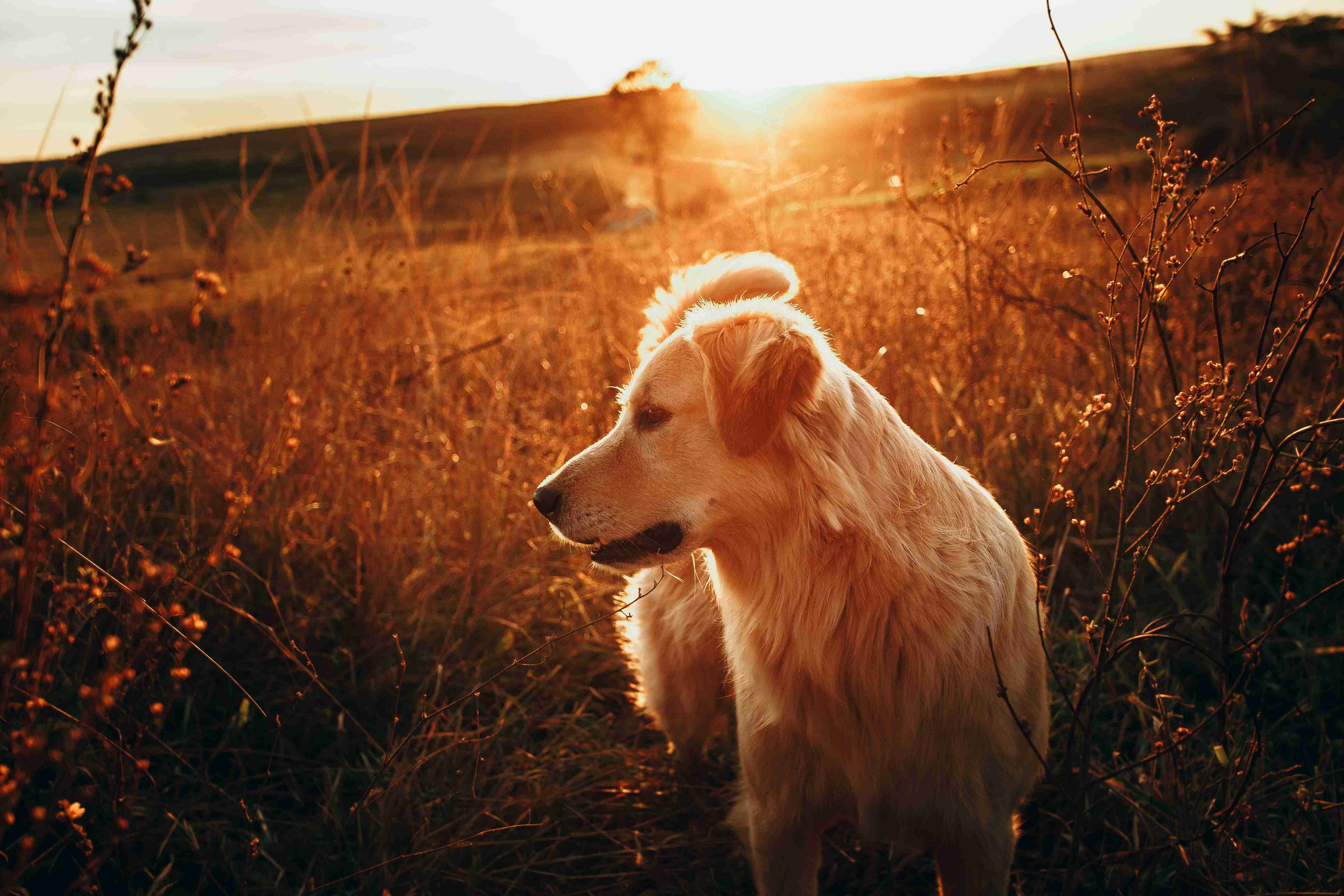 Can Golden Retrievers be prone to certain types of allergies?